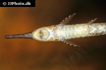 farlowella vittata farlowella vittata