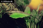 farlowella vittata farlowella vittata