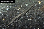 farlowella vittata farlowella vittata