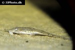 hemiodontichthys acipenserinus hemiodontichthys acipenserinus