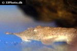 hemiodontichthys acipenserinus hemiodontichthys acipenserinus