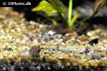 hemiodontichthys acipenserinus hemiodontichthys acipenserinus