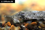 hemiodontichthys acipenserinus hemiodontichthys acipenserinus