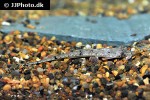 hemiodontichthys acipenserinus hemiodontichthys acipenserinus