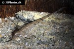 hemiodontichthys acipenserinus hemiodontichthys acipenserinus