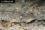 hemiodontichthys acipenserinus hemiodontichthys acipenserinus