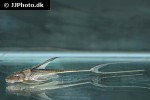 lamontichthys filamentosus lamontichthys filamentosus