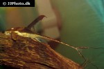 lamontichthys llanero lamontichthys llanero