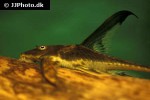 lamontichthys llanero lamontichthys llanero