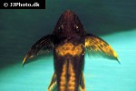lamontichthys llanero lamontichthys llanero