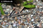 lamontichthys llanero lamontichthys llanero
