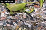 lamontichthys llanero lamontichthys llanero