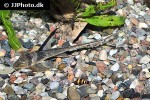 lamontichthys llanero lamontichthys llanero