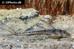 lamontichthys species colombia lamontichthys species colombia