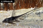 lamontichthys species colombia lamontichthys species colombia