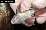 lamontichthys species colombia lamontichthys species colombia