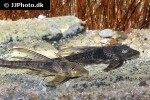 lamontichthys species colombia lamontichthys species colombia