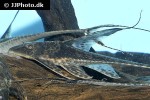 lamontichthys stibaros lamontichthys stibaros