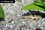 lamontichthys stibaros lamontichthys stibaros