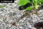 lamontichthys stibaros lamontichthys stibaros