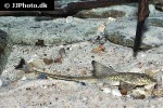 loricaria birindellii loricaria birindellii