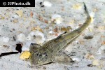 loricaria birindellii loricaria birindellii