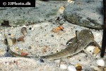 loricaria birindellii loricaria birindellii
