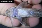 loricaria birindellii loricaria birindellii