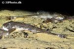 loricaria cataphracta loricaria cataphracta