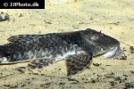loricaria cataphracta loricaria cataphracta