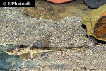 loricaria nimairaco loricaria nimairaco