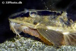 loricaria nimairaco loricaria nimairaco