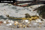 loricaria nimairaco supermouse loricaria nimairaco supermouse