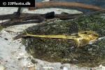 loricaria nimairaco supermouse loricaria nimairaco supermouse