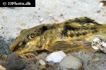 loricaria nimairaco supermouse loricaria nimairaco supermouse