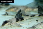 loricaria parnahybae loricaria parnahybae