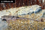 rineloricaria fallax rineloricaria fallax