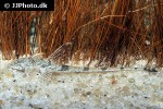 rineloricaria fallax rineloricaria fallax