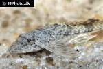 rineloricaria fallax rineloricaria fallax