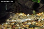 rineloricaria fallax rineloricaria fallax