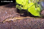 rineloricaria hasemani rineloricaria hasemani
