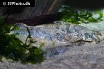 rineloricaria hasemani rineloricaria hasemani