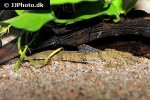 rineloricaria hasemani rineloricaria hasemani