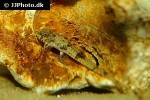 rineloricaria lanceolata rineloricaria lanceolata