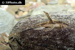 rineloricaria lanceolata rineloricaria lanceolata