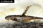 rineloricaria lanceolata rineloricaria lanceolata