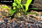 rineloricaria lanceolata rineloricaria lanceolata