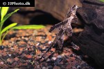 rineloricaria lanceolata rineloricaria lanceolata