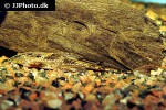 rineloricaria lanceolata rineloricaria lanceolata
