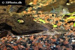 rineloricaria lanceolata rineloricaria lanceolata